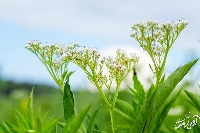 سنبل الطیب برای فشار خون و تکسین درد سنبل الطیب در جدول